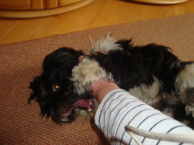 Bacco Balu